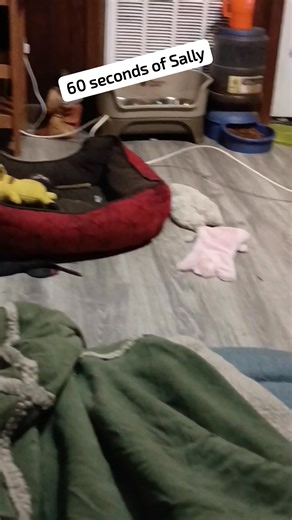 Just 60 seconds of Sally. 💜 | Silly Sally