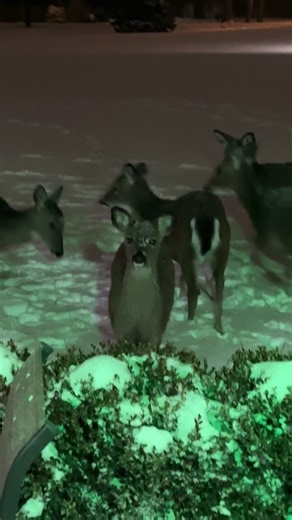 Favorite Snow Day Meals to Cook at Home