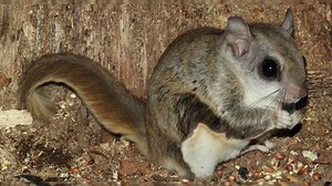 The Southern Flying Squirrel in Arkansas: Friend or foe?