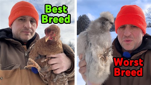 Best chicken breeds thrive in extreme cold climates