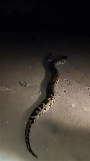 Indian Rock Phyton #viral #shorts #wildlife #animals #rescue #snake #rescueefforts #reptiles