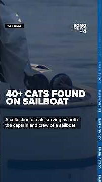 40+ cats found abandoned on boat off Owen Beach in Tacoma