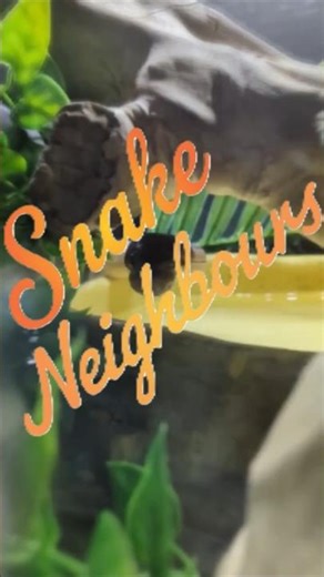 Ball Python and False Water Cobra - can different snake species interact?