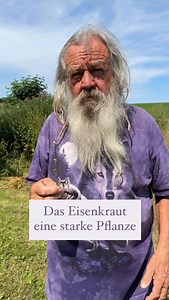 Eisenkraut (Verbena officinalis) ist eine alte Heilpflanze, die seit Jahrhunderten für ihre stärkende und heilende Wirkung geschätzt wird.🌱🐺 #pflanzen #natur #brauchtum | Wolf-Dieter Storl