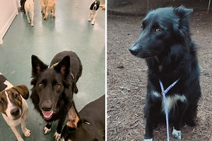 Dog Abandoned at Boarding Facility Is Still There, 4 Months Later
