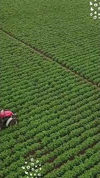 Seed Germination for Kids| Easy science@learninglounge 209