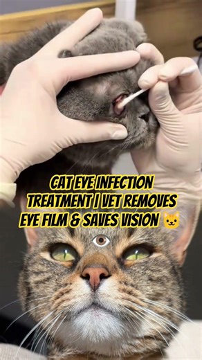 Cat Eye Infection Treatment | Vet Removes Eye Film & Saves Vision 🐱👁️ #animalrescue #cat