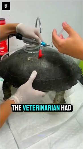 A material used to repair a damaged turtle shell.