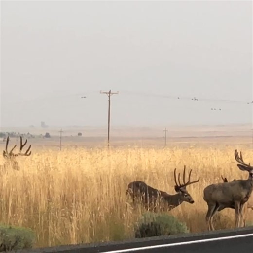Beautiful horns above the grass | Mule Deer Foundation of Oregon | Facebook