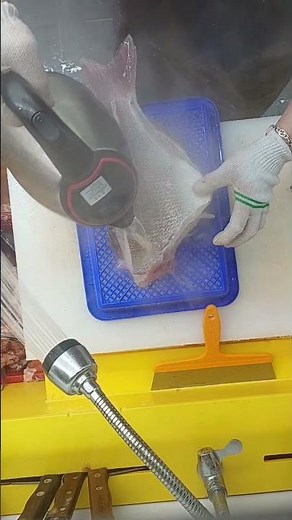 참돔 오로시 손질 영상#참돔 #오로시 #광어손질 #생선손질 #초밥준비참돔 마스까와 오로시 손질 과정을 담은 영상입니다. 초밥 준비나 생선 손질 참고용으로도 좋아요.