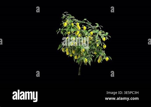 Lemon Tree swaying in wind close up transparent background 4K