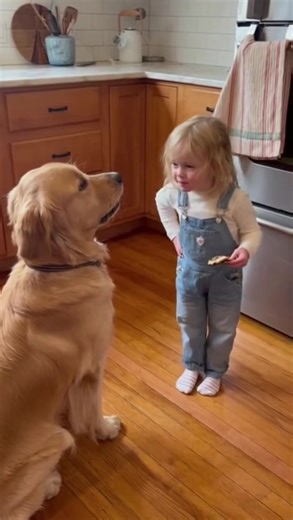 Little Girl vs Dog: The Cookie Debate 🍪🐶😂 "Mister, you're not supposed to eat my cookies" A serious confrontation between a little girl and her Golden Retriever — over Cookie Theft! 🐕💬 Cutest Argument Ever 🍪❤️ AI Video. #fyo #dog #dogfunny #foryou #GoldenRetriever #doglover #funnyvideo | Bailey Bobby
