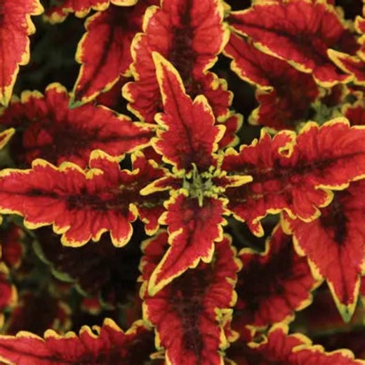 25 Red Yellow Coleus Seeds, Vibrant Foliage for Garden and Container Planting - Etsy