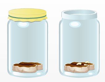 Francesco Redi and Spontaneous Generation - Pasteur Brewing