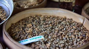 Top 10 Most Expensive Coffees in the World (2026 Ranked List)