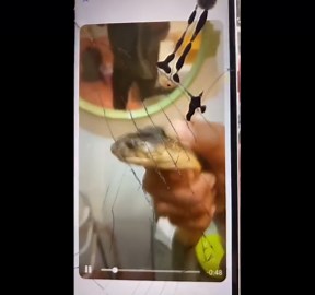 Snake lover, 28, killed by pet cobra while teasing it for social media videos