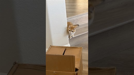 Our cats discovered the magic of cardboard boxes