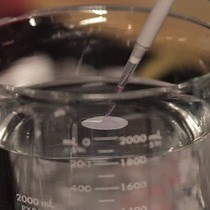 Video: Combined Immunofluorescence and DNA FISH on 3D-preserved Interphase Nuclei to Study Changes in 3D Nuclear Organization