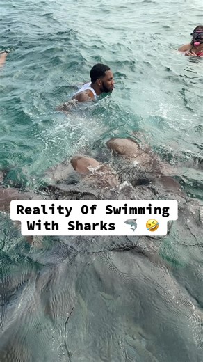Swimming with Sharks: A Fun Belize Experience