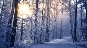 Trees, Sunset, Snowing. Free Stock Video