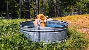 Happy Birthday, Tigger! Tigger is ready to pounce on those who still do not follow the Big Cat Public Safety Act. You can help him jump to action by contributing to our Witness Protection Program! https://turpentinecreek.harnessgiving.org/campaigns/10638 #tiger #bigcat #birthday #thursday #thursdayvibes #tcwr #turpentinecreek #rescuetorefuge #rescuebigcats | Turpentine Creek Wildlife Refuge