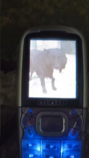 Alcatel OT-556 - Startup and shutdown