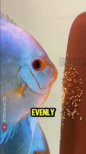 This Fish Produces “Milk” for Its Babies 😲