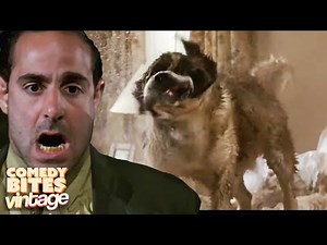 Silly Beethoven Antics! | Beethoven (1992) | Comedy Bites Vintage