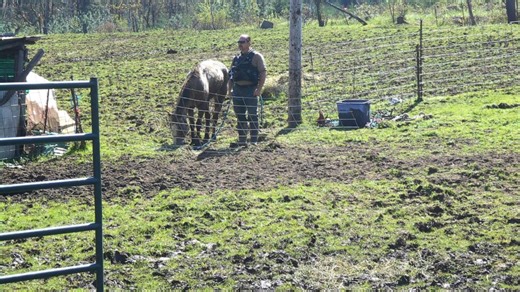 14 horses found dead, another 34 seized from Oregon property covered in unsanitary mud