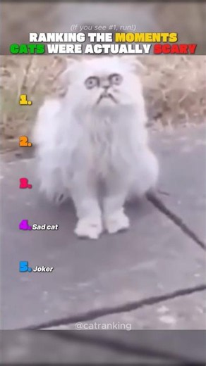Ranking the MOMENTS Cats Were Actually Scary 😨🐱#catranking #shorts #cat #catshorts #funnycats