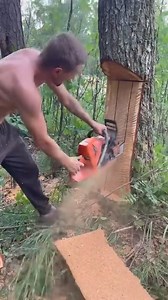 Master logger felling 50" oak tree | Ristorante pizzeria trattoria Celestino