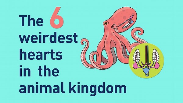 The 6 Strangest Hearts in the Animal Kingdom