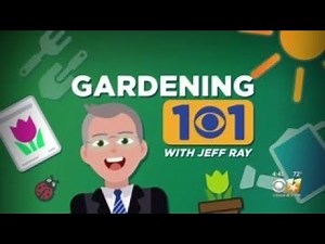 Gardening 101: Palm Tree Replacements
