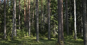 Video by Lauri Poldre on Pexels