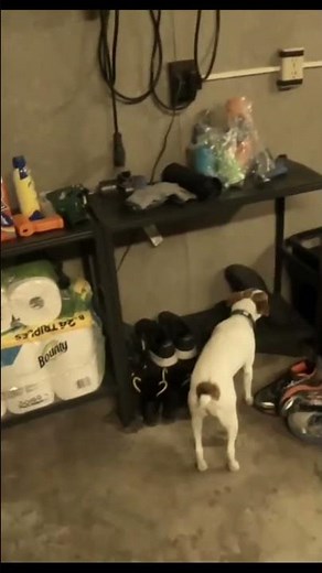 Leaving Your Jack Russell Home Alone Tip #1: Crate Training