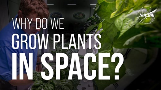 Why Do We Grow Plants in Space? We Asked a NASA Expert FriendsofNASA.org: Plants are more than just greenery, they are key to helping astronauts survive and thrive off Earth. They provide food and oxygen, recycle water and waste, and even offer psychological benefits. But the positives do not stop there. Growing plants in the International Space Station also helps scientists develop new technologies for agriculture in extreme environments, a skill that could benefit future explorers on the Moon 