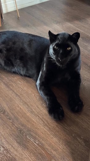 3.6K views · 238 reactions | Everything happens under strict control, especially when you wash yourself, otherwise, suddenly, someone will sneak up from behind, but otherwise, the rear is protected | Luna-Venza | Facebook