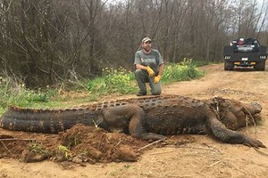Flashback to the 700-Pound Alligator Found in Georgia Drainage Ditch