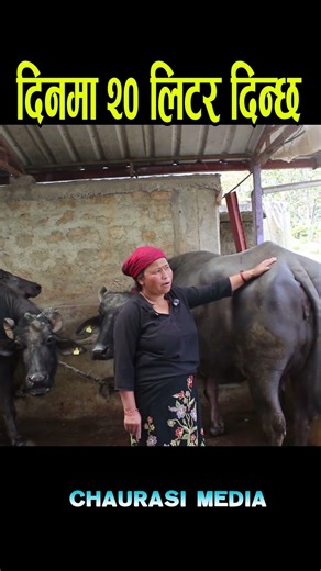 buffalo farming palpa #buffalofarming #palpal #farming