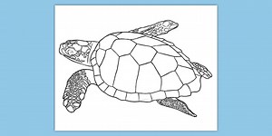 Sea Turtle Coloring Page