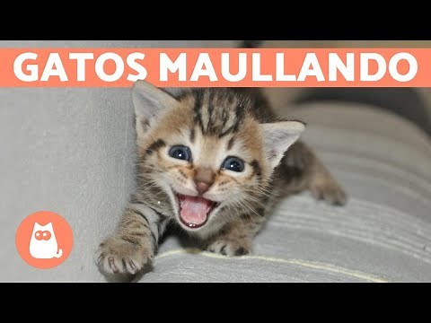 Los mejores MAULLIDOS de GATOS 🐱 ¡Gatos MAULLANDO mucho y fuerte! 🐾