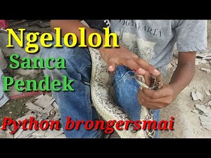 Ngeloloh Ular Sanca Pendek / Piton Darah (Python brongersmai)