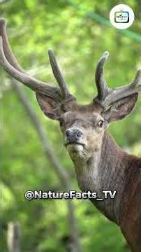 Stag: The Majestic Male Deer With Incredible Antlers! 🦌✨