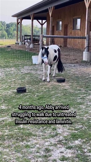 9.7K views · 1K reactions | Go Abby Go! After 4 months, Abby is...