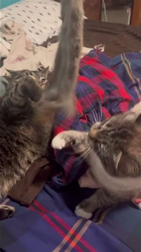 THE WAY OPAL SLAPPED SAPPHIRE!!🤣🤣🤣🤣 #cat