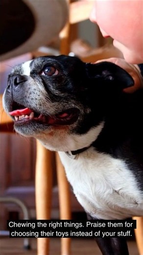 5 Boston Terrier Puppy Habits You Should Encourage