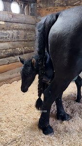 Maintenant qu’elle va mieux, Quenhild est prête à embraser le cœur de sa future famille ! Enfin… embraser, oui. Câliner sans condition… ça se discute 🥲 Car Quenhild ne s’appelle pas Quenhild pour rien. Son prénom viking signifie « guerrière », « combattante » et clairement, elle honore son héritage nordique avec beaucoup de sérieux. Depuis son premier souffle, elle maîtrise l’art ancestral de plaquer les oreilles avec conviction, pincer le nez façon « approche encore et on discute » et afficher