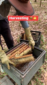 Harvesting honey 🍯🐝 | WeBee