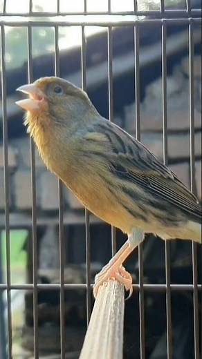 canary singing training | bird sound #birds #canary #animals #funnyanimals
