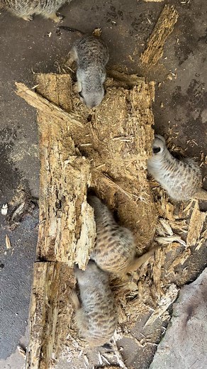 168K views · 1.3K reactions | A log 蝹 for our Mob  Slender-tailed...